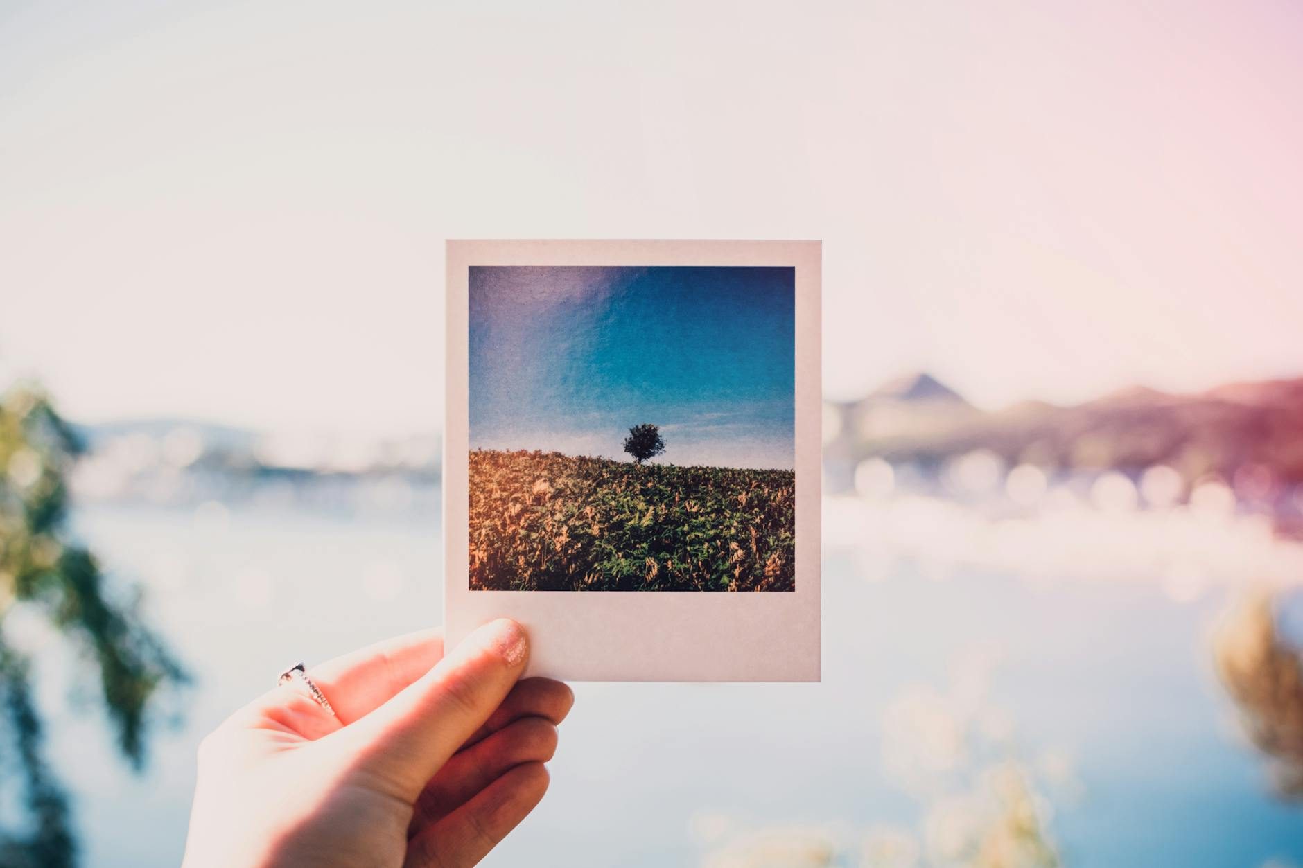 A Polaroid photo of a tree against the sky