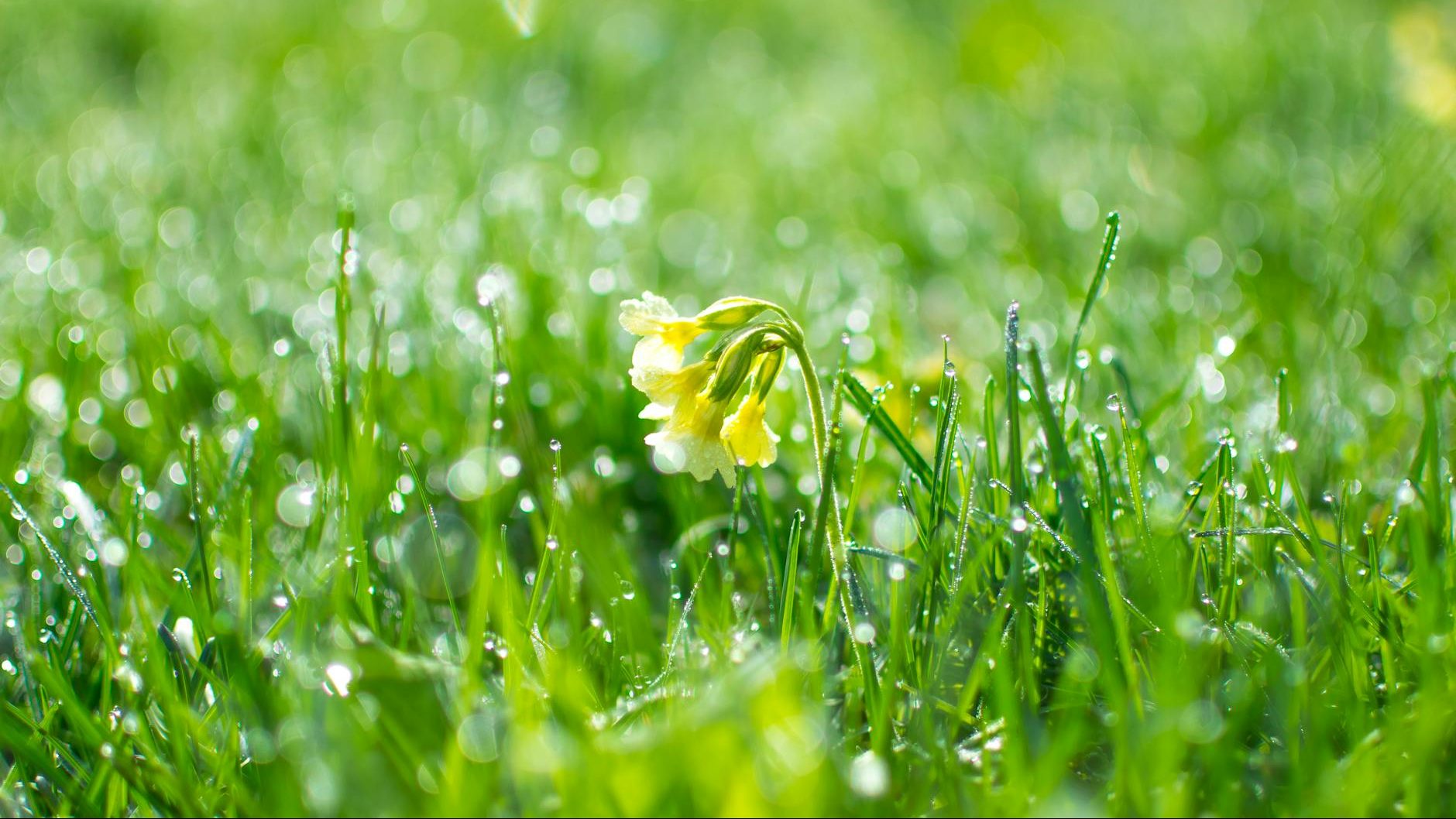 Yellow flowers bloom in a field of grass covered in dew